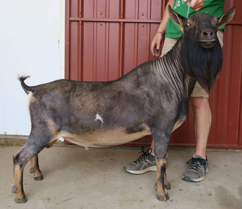 Old Mountain Farm Worthy Rival *B Nigerian Dwarf Dairy Goats
