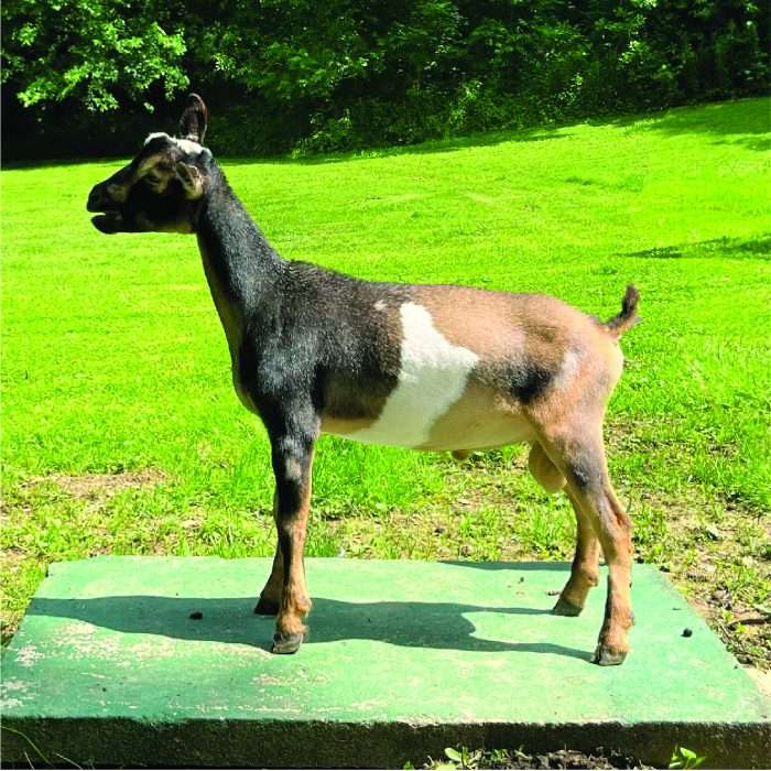 Nigerian Dwarf Dairy Goat pepe